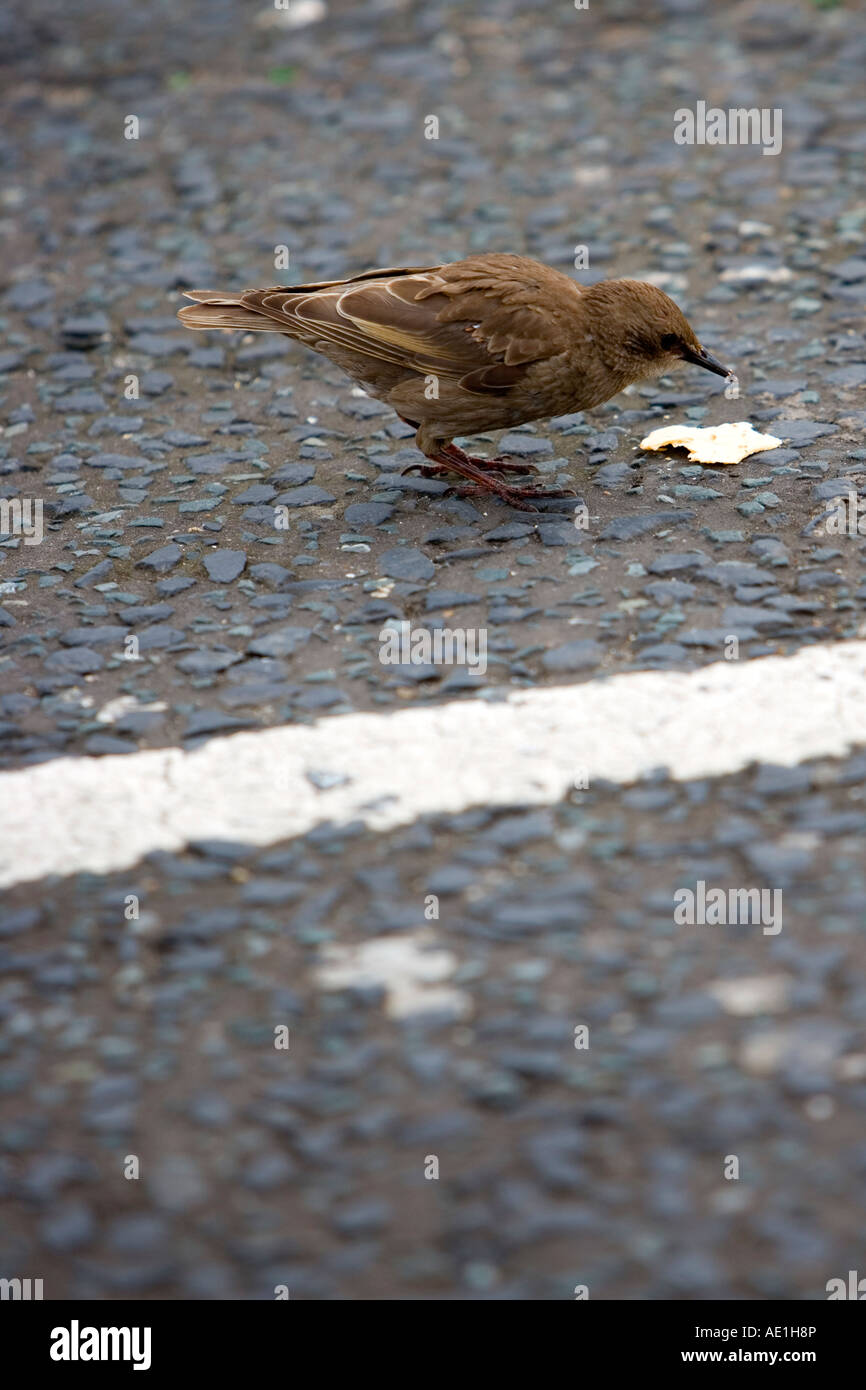 Piccolo uccello marrone beccare a rifiuti alimentari parcheggio su asfalto piano Foto Stock