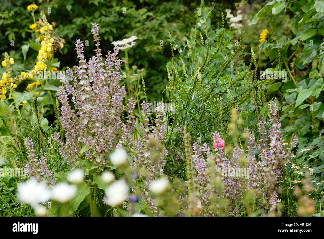 Garden Cottage fiori, salvia sclarea e Mullein Foto Stock