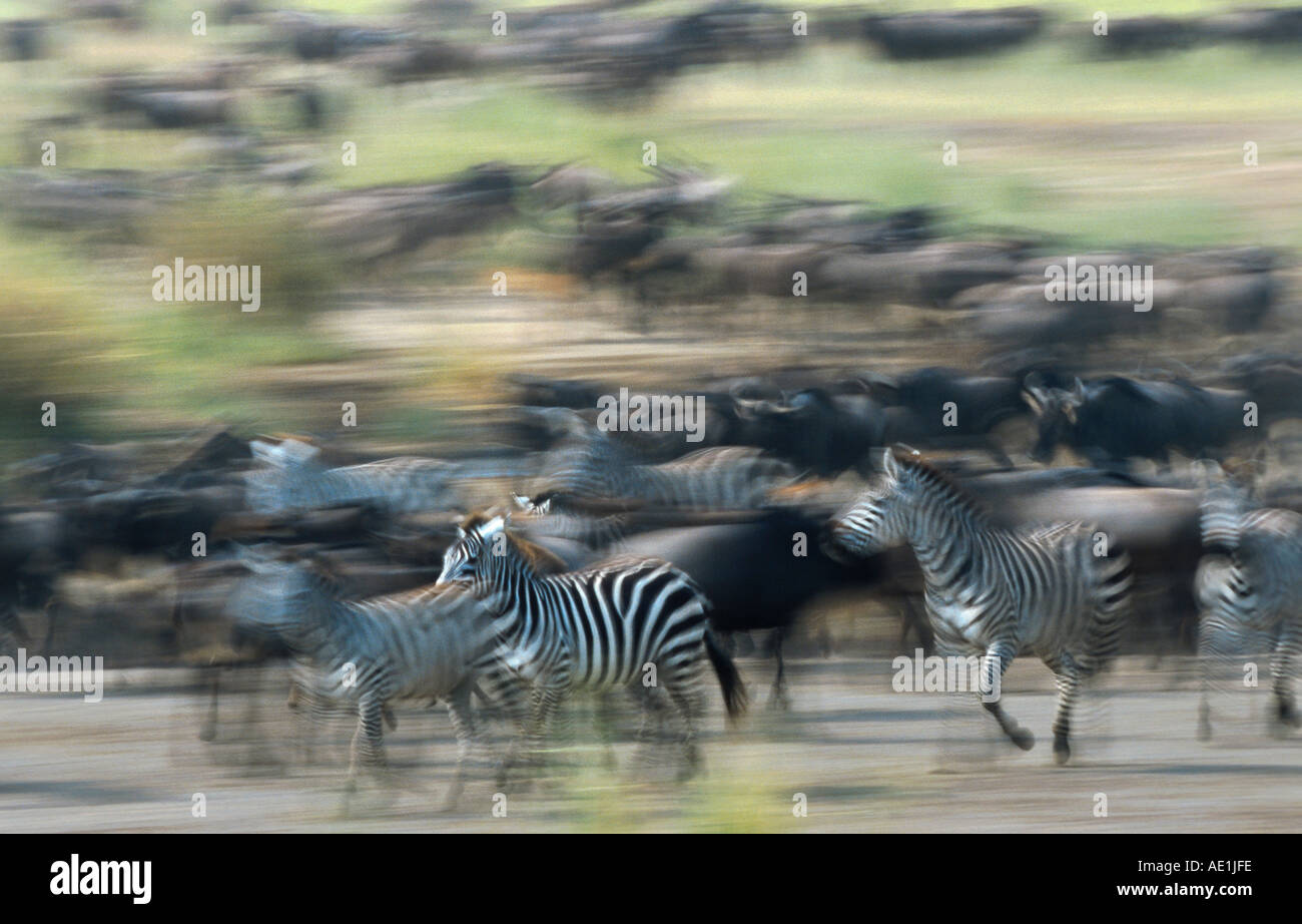 Blue GNU, borchiati gnu, bianco-barbuto GNU (Connochaetes taurinus), esecuzione di allevamento con zebre, Tanzania Foto Stock