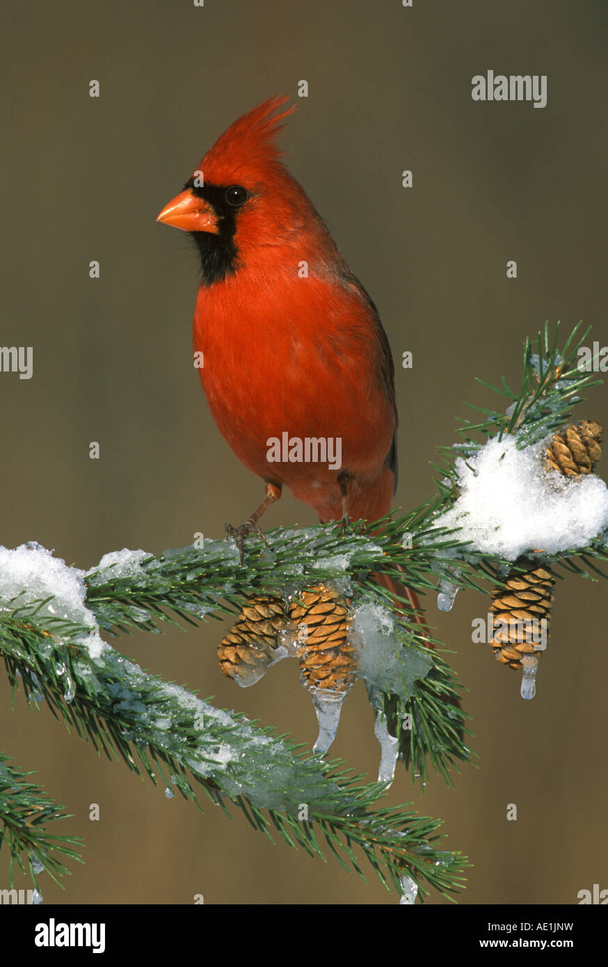 Il Cardinale nord Cardinalis cardinalis maschio su Abete rosso fronda Nord America orientale Foto Stock