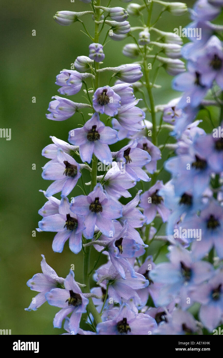 Azzurro Rittersporn - Delphinium - Consolida ajacis Foto Stock