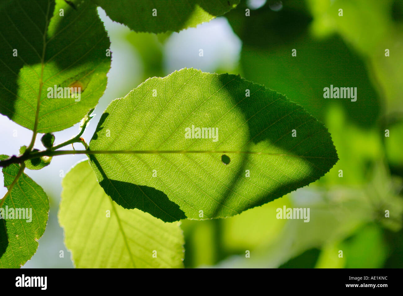 Primo piano di foglie Foto Stock