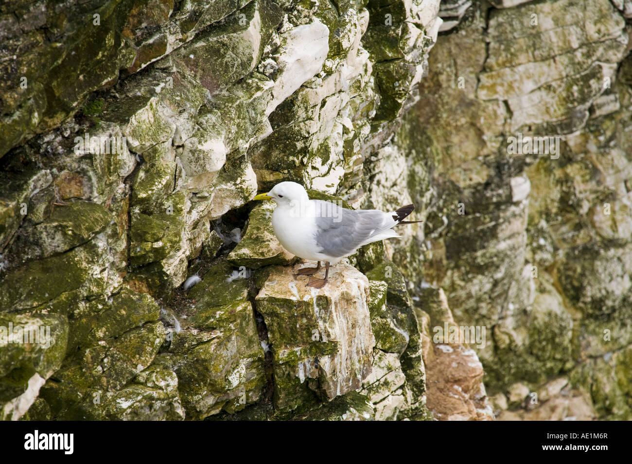 Un singolo Kitttiwake sulle scogliere a Bempton costa dello Yorkshire Foto Stock