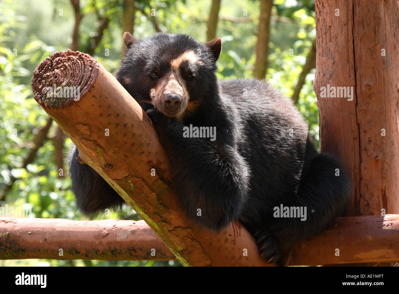 Orso dagli occhiali Foto Stock