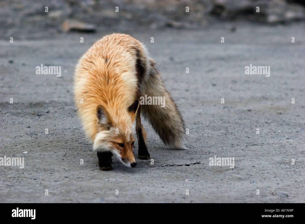 Wild red fox guardandosi intorno alla portata di un teleobiettivo Foto Stock