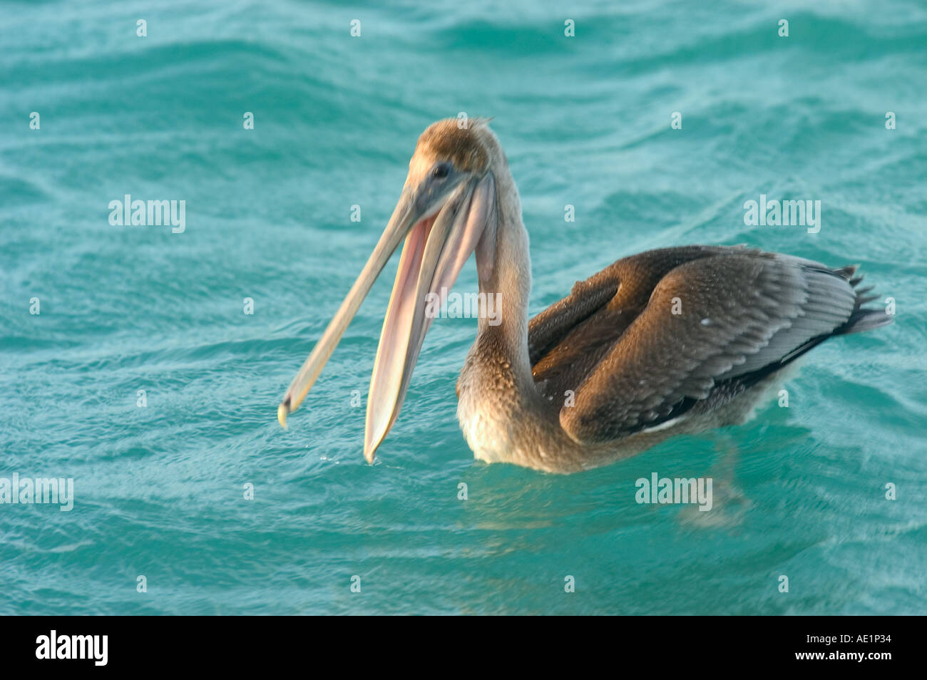 Un pellicano che parla di Los Roques Venezuela Sud America Foto Stock