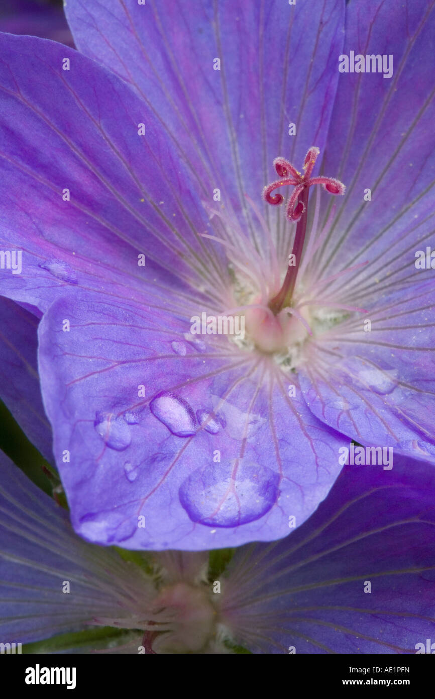 Close up di Hardy Geranio Johnson è blu Foto Stock