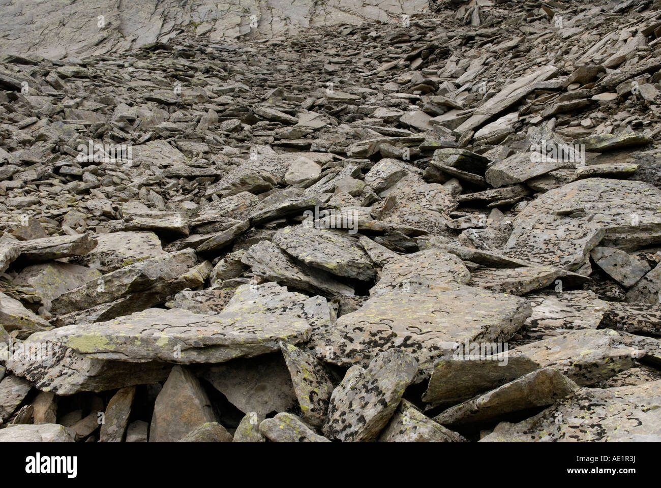 Un campo di astragalo o macereti su un pendio di montagna Foto Stock