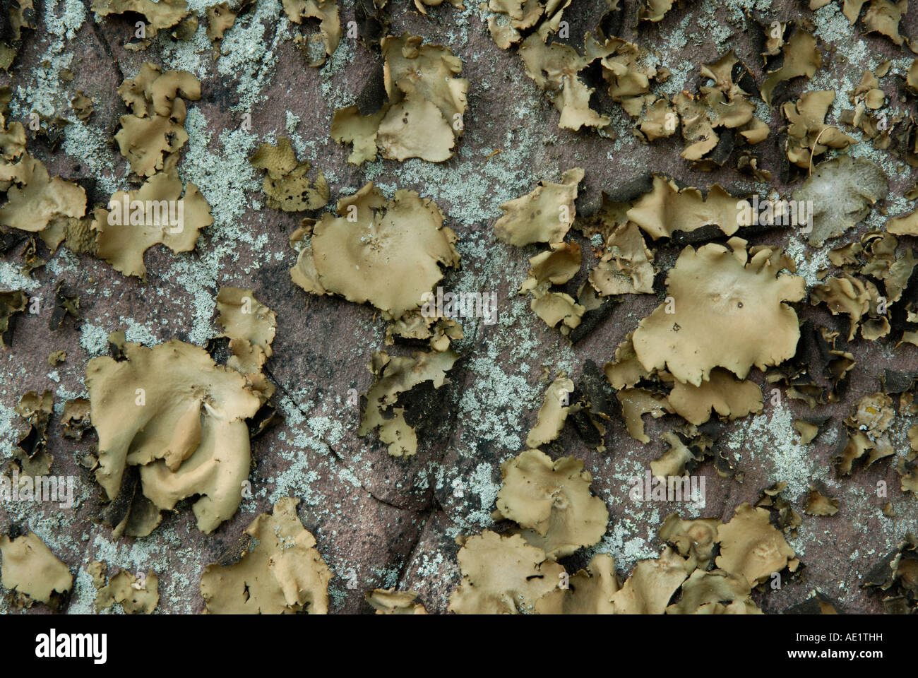 Lichene fogliaceo Foto Stock