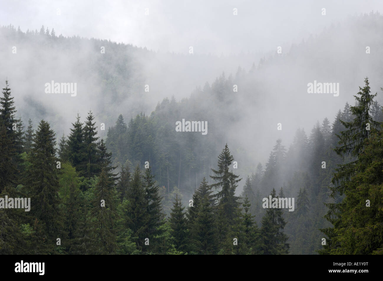Misty Mountains, Carpazi tra la Transilvania e la Moldavia, Romania Foto Stock