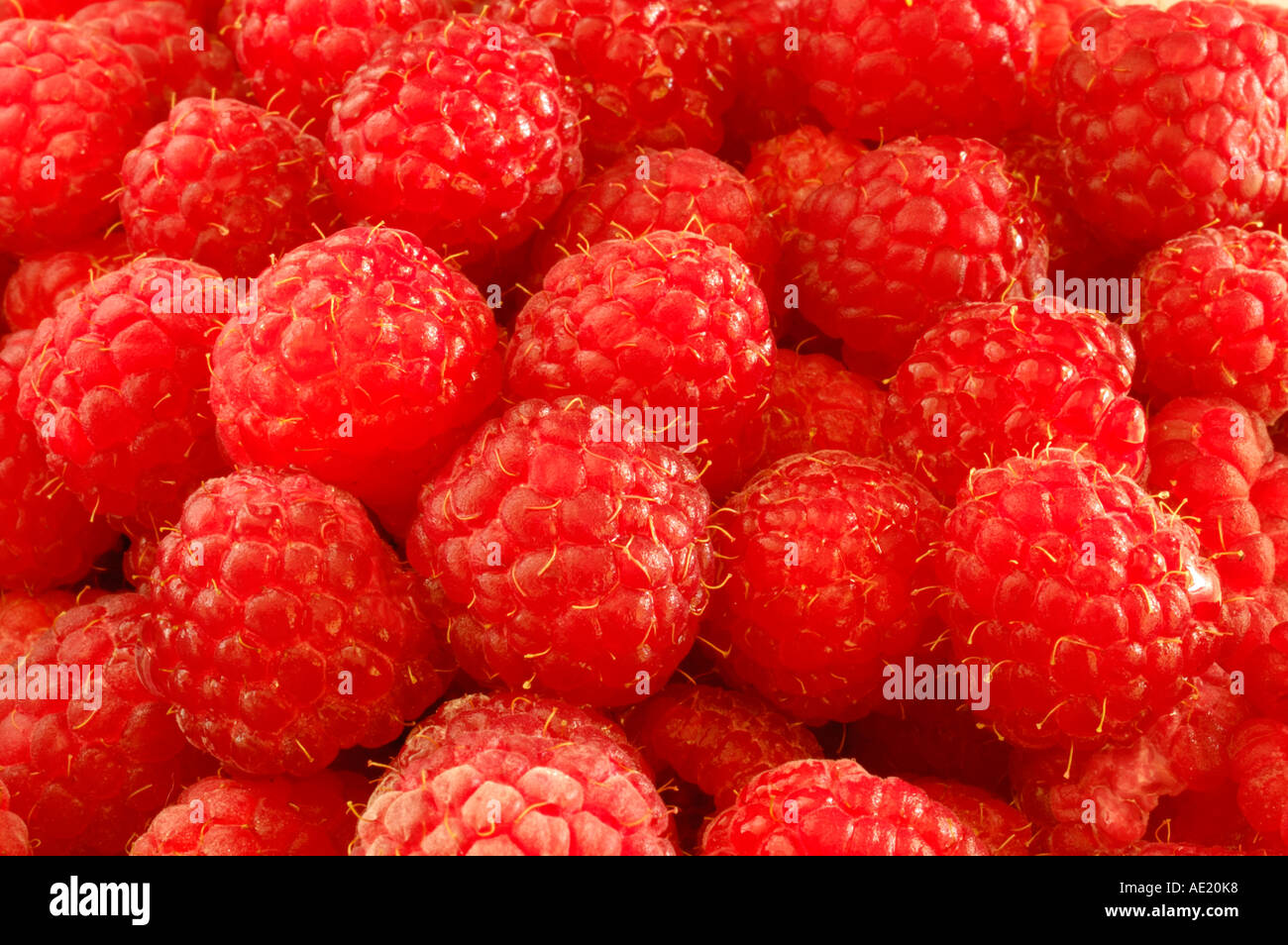 Lamponi maturi Foto Stock