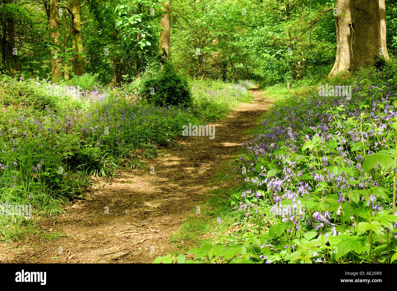 Bluebells in Pretty Wood in primavera Welburn North Yorkshire Inghilterra Regno Unito GB Gran Bretagna Foto Stock