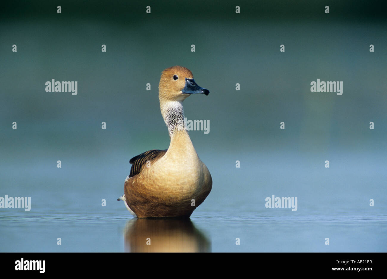 Fulvous Whistling-Duck Dendrocygna bicolor adulto saldatore Wildlife Refuge Sinton Texas USA Giugno 2005 Foto Stock