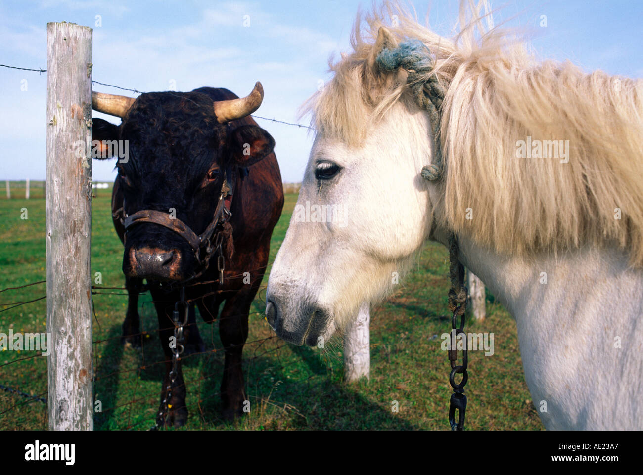 Un cavallo e una mucca in un campo insieme Foto Stock