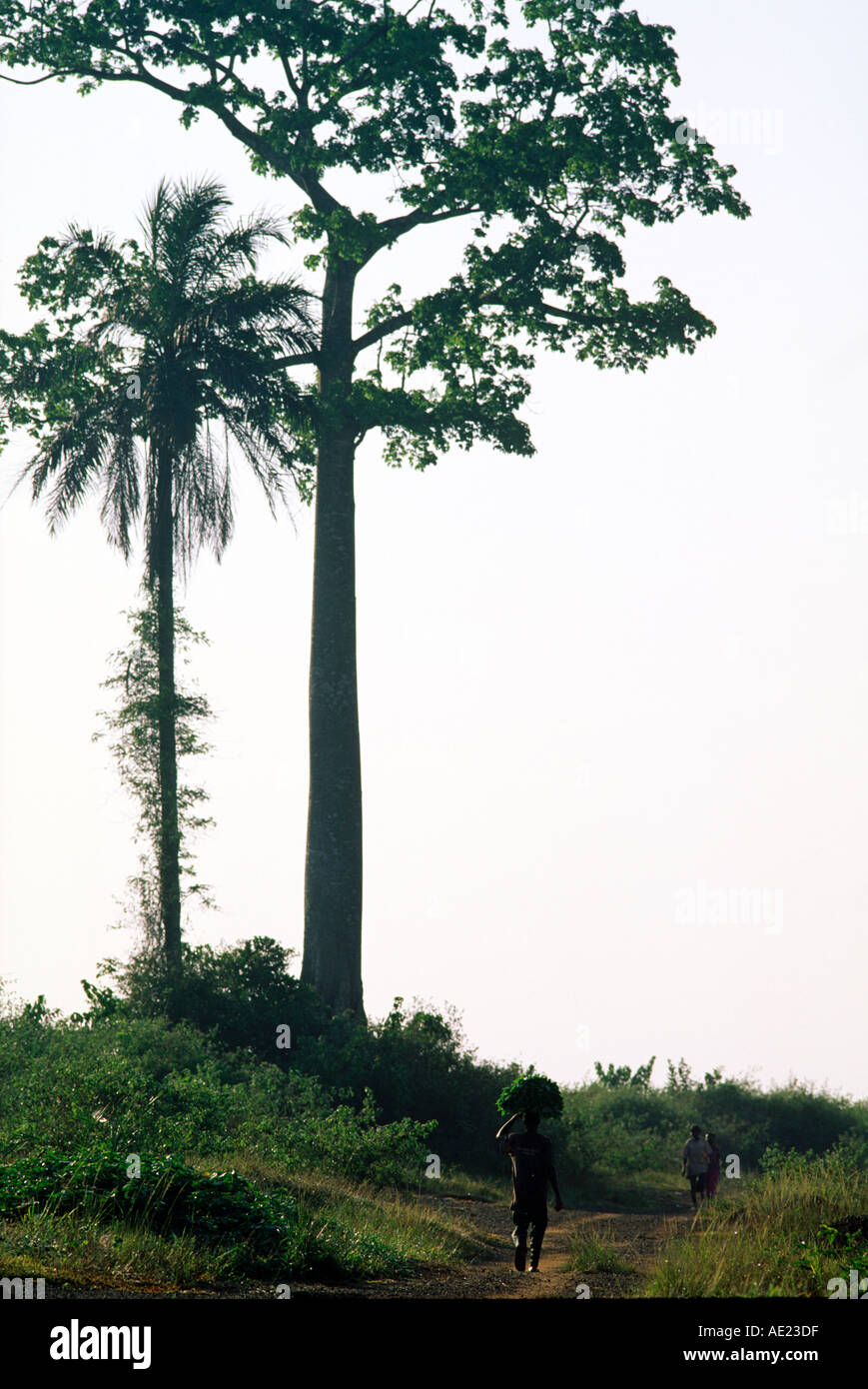 Gli alberi in una zona disboscata nel sud-ovest della Costa d Avorio, Africa Foto Stock