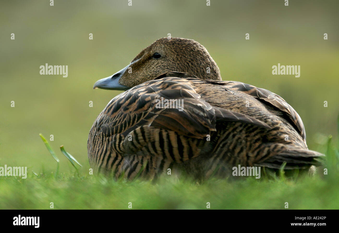 Eider Duck (Somateria Mollissima) femmina in appoggio sull'erba Foto Stock
