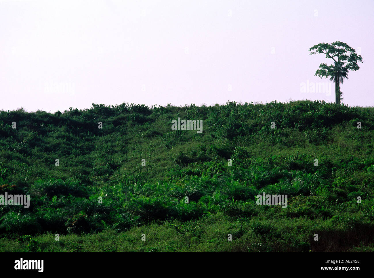 Cancella area di taglio della foresta pluviale, Costa d'Avorio Foto Stock