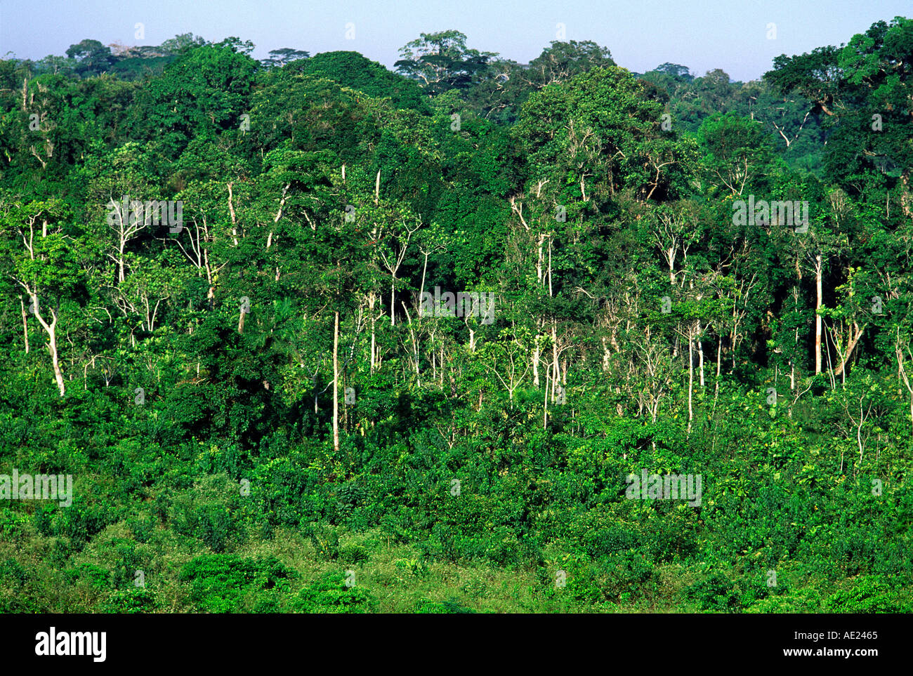 Linea di albero in un area disboscate della foresta pluviale nell ovest della Costa d Avorio Foto Stock
