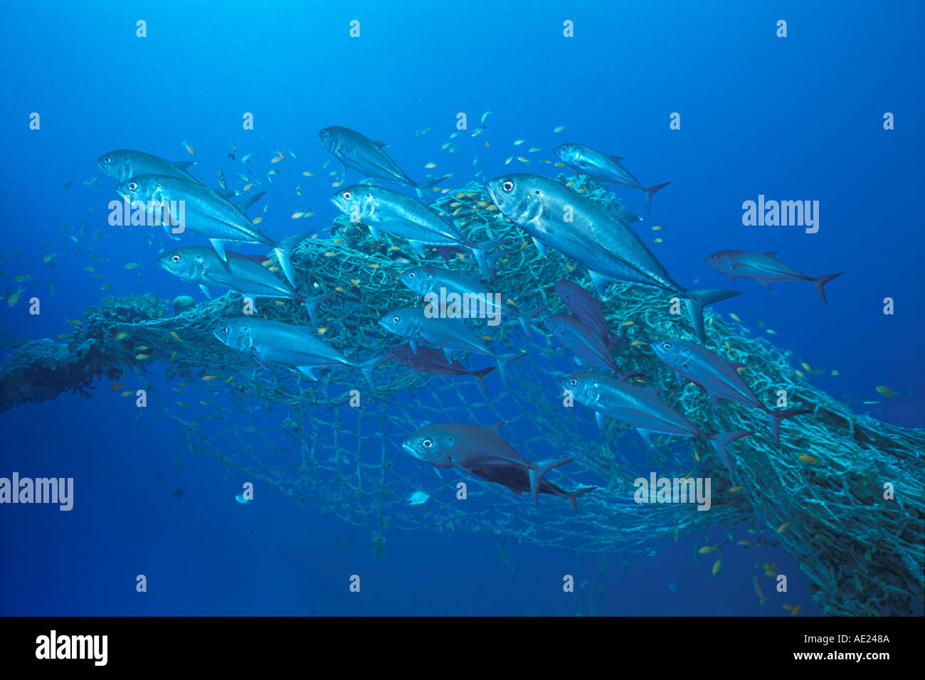 BANCHI DI PESCE AL DI FUORI DELLA RETE Foto Stock