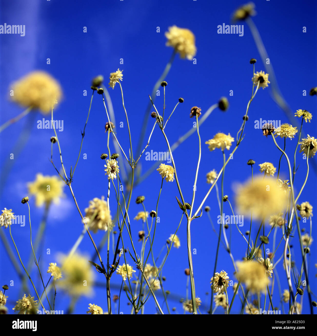 Giallo scabious presso il National Botanic Garden of Wales Llanarthne Carmarthenshire Wales UK KATHY DEWITT Foto Stock