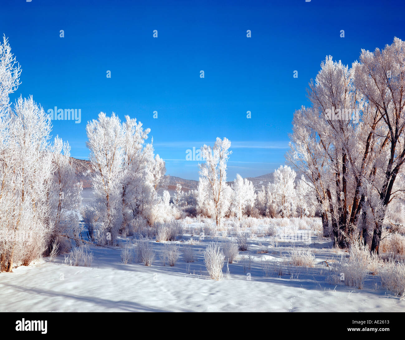 Pioppi neri americani alberi coperti di neve e ghiaccio nei pressi di Ouray Colorado USA Foto Stock