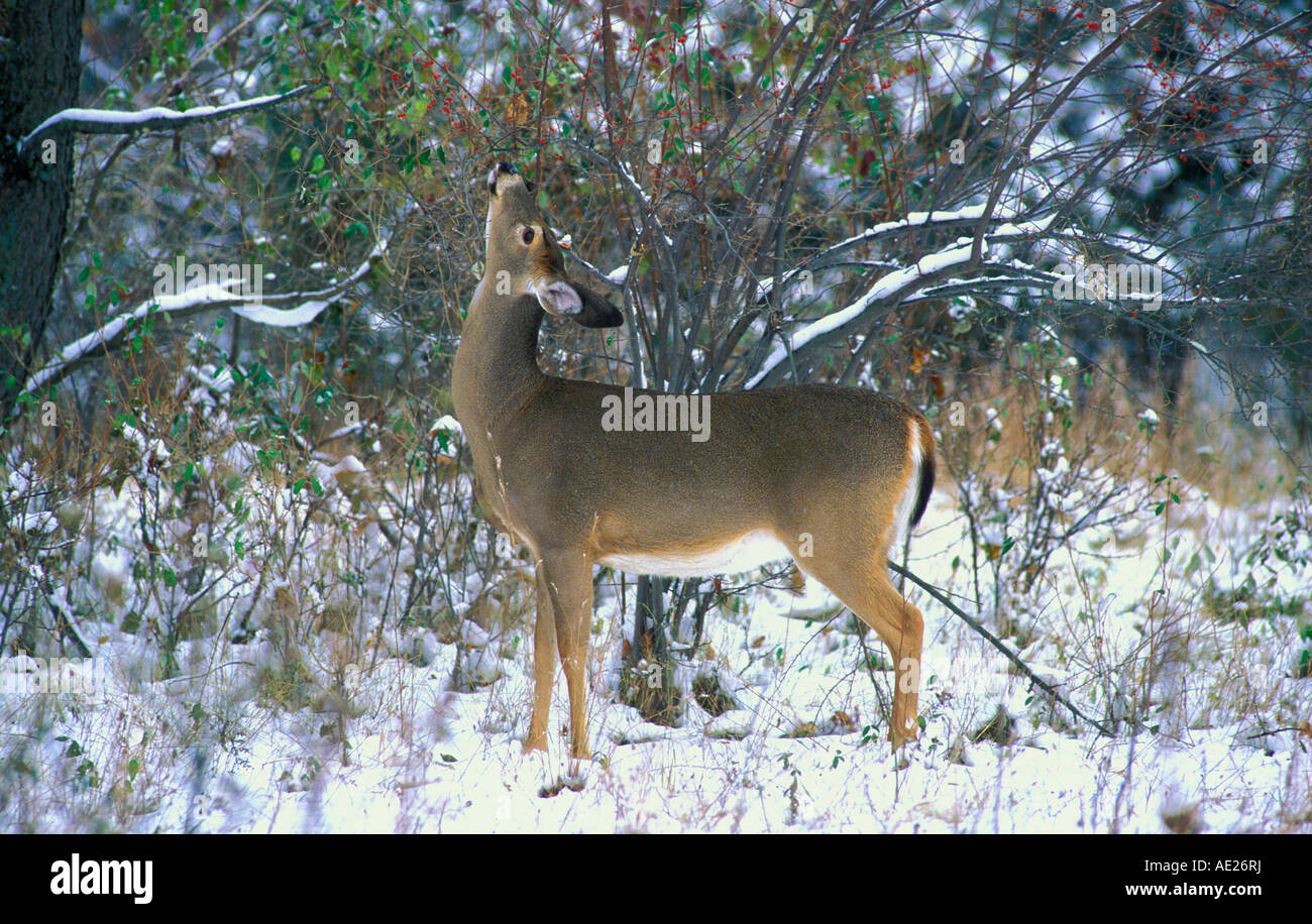 White Tailed Deer Odocoileus virginianus navigando per il cibo inverno Nord America orientale Foto Stock