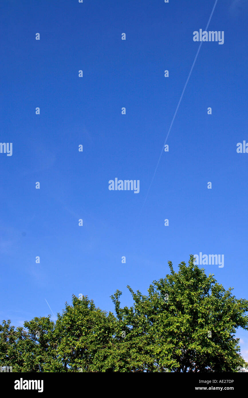 Cielo blu e le cime degli alberi Foto Stock