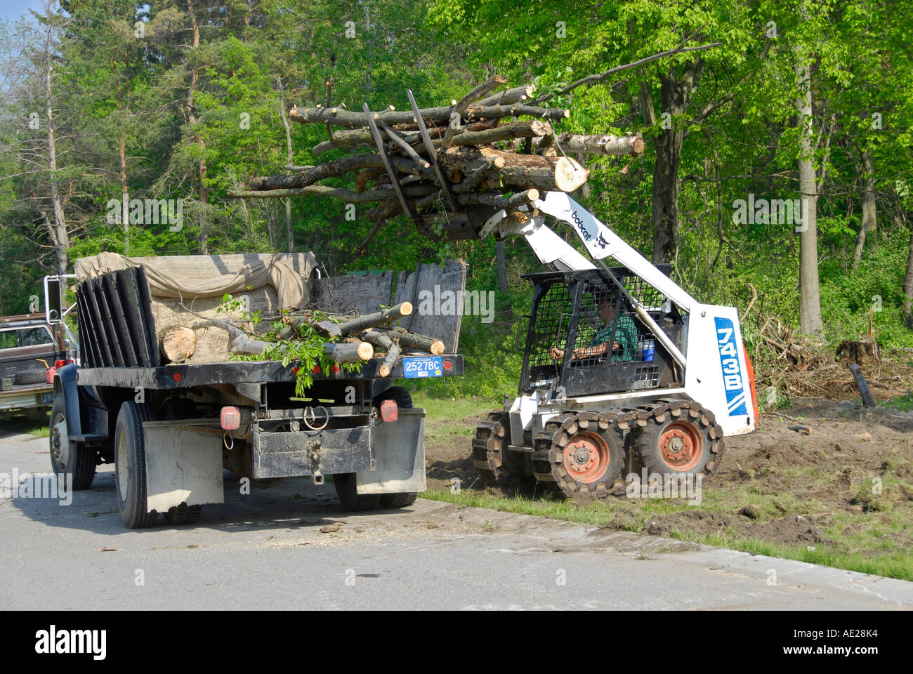 Bob cat la forcella di sollevamento viene utilizzato per posizionare gli alberi e i registri in un carrello Foto Stock