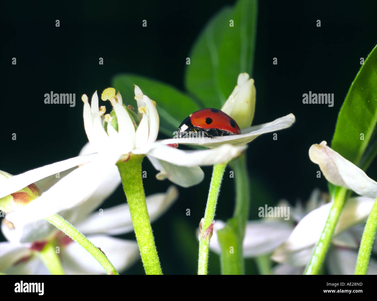 Sette spot coccinella Foto Stock