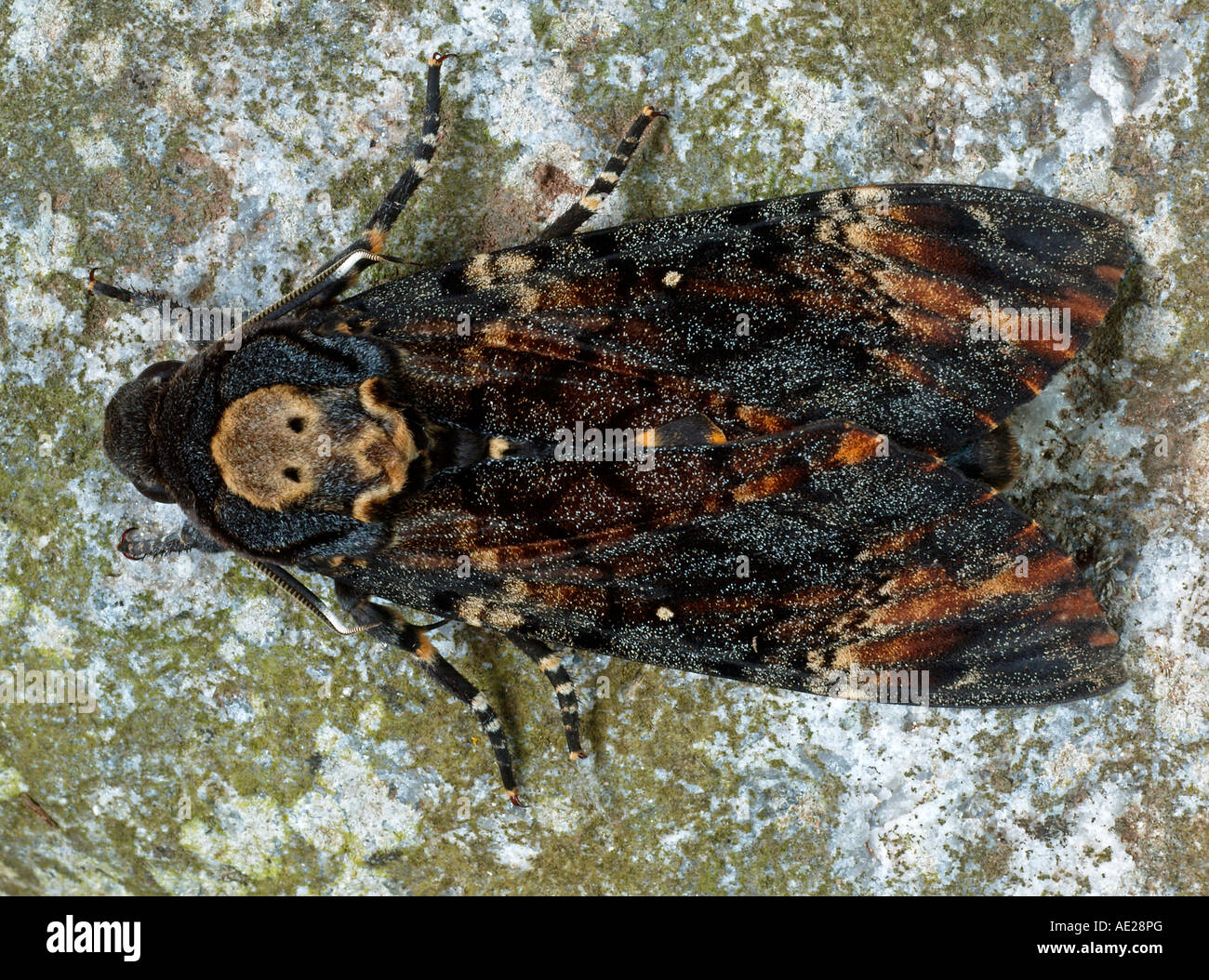 La morte la testa Hawkmoth Foto Stock