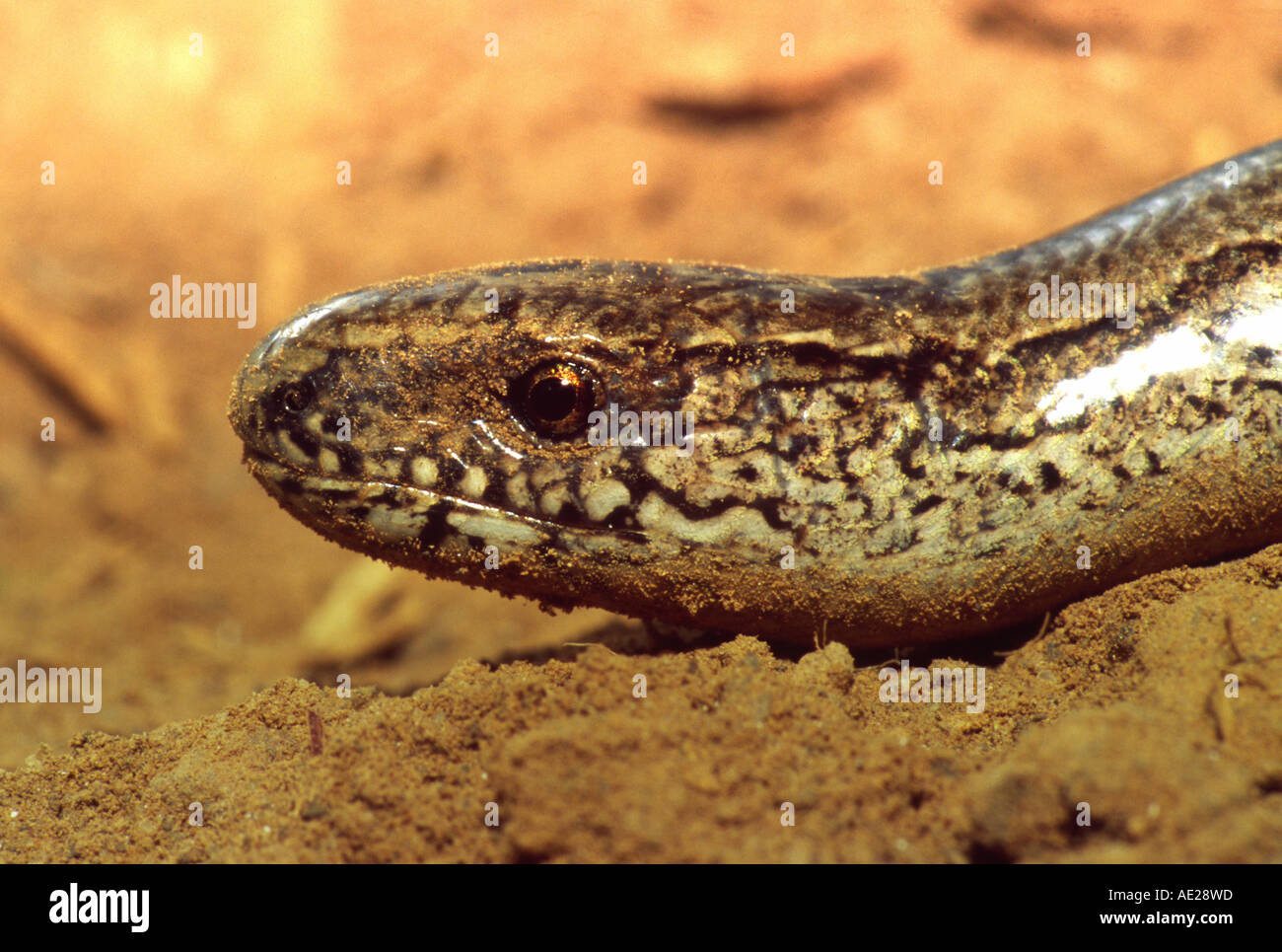 Testa della vite senza fine lenta Foto Stock