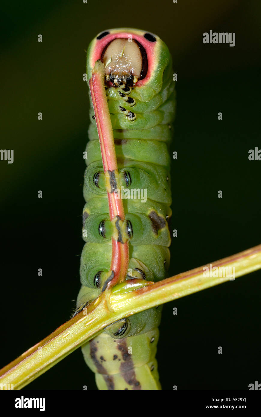 Puss Moth caterpillar Cerura vinula, foglia di finitura, Galles, Regno Unito. Foto Stock