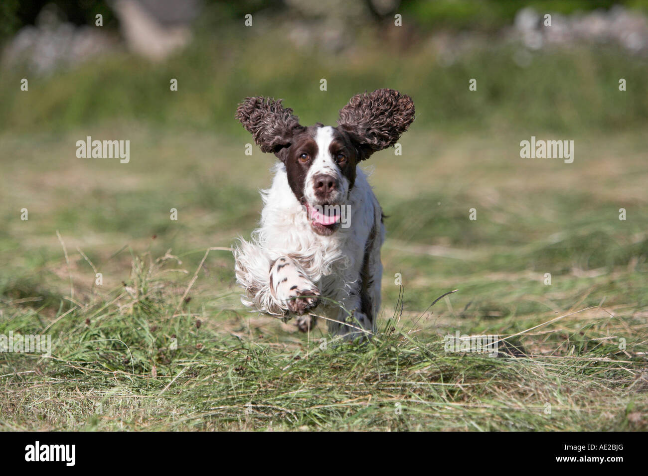 English Springer in esecuzione in campo. Foto Stock