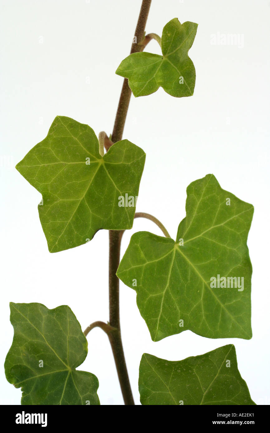 Edera Hedera helix Foto Stock
