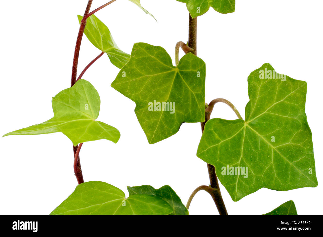 Edera Hedera helix Foto Stock