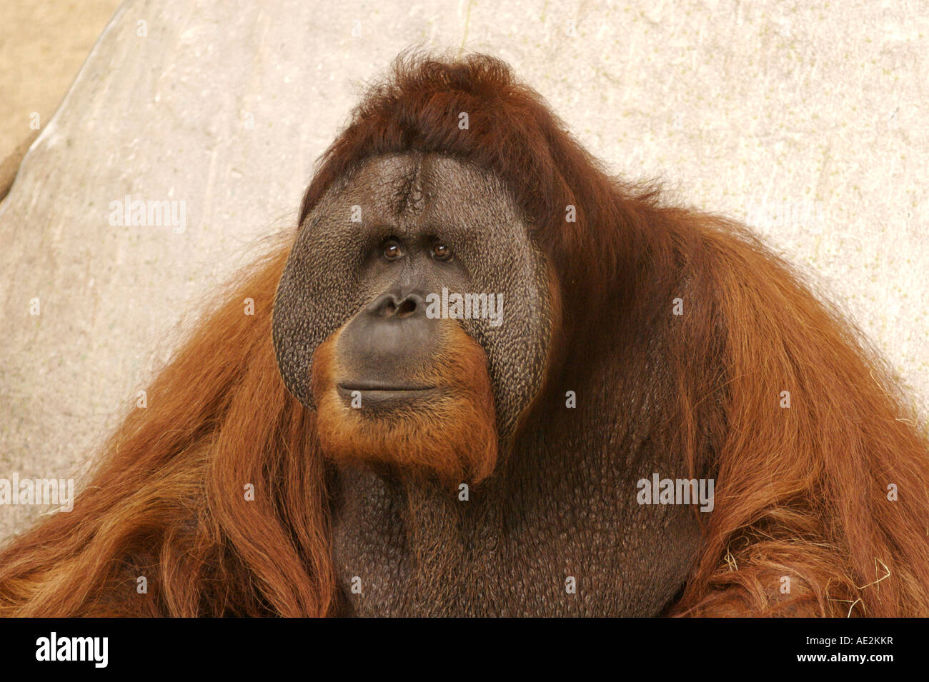 Orangutan maschio Brookfield Zoo Illinois Foto Stock