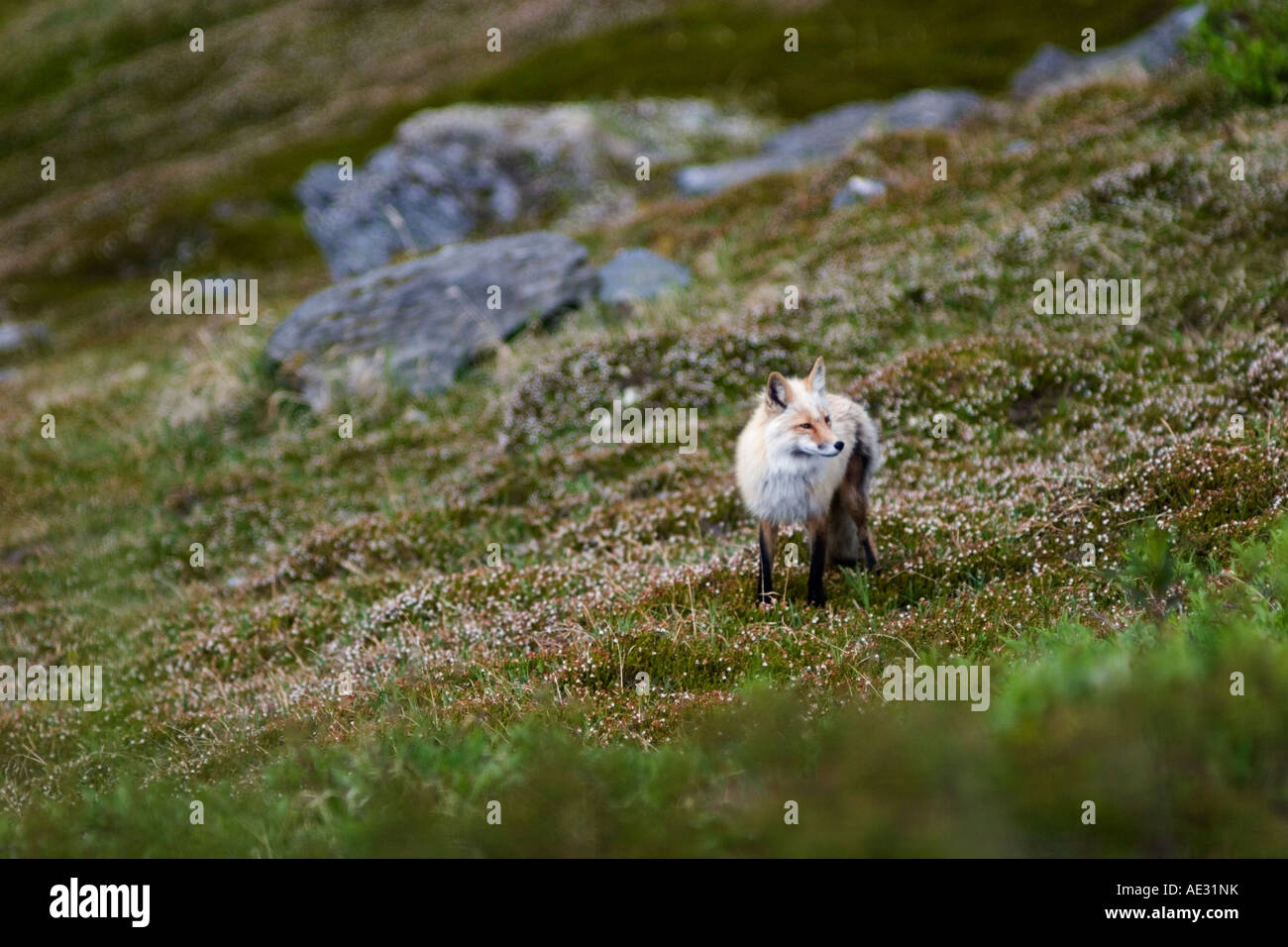 Wild red fox guardandosi intorno alla portata di un teleobiettivo Foto Stock