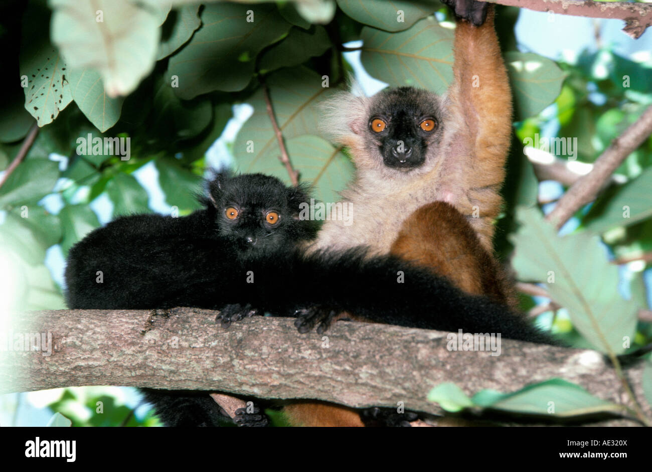 Le lemur macaco Madagascar Foto Stock