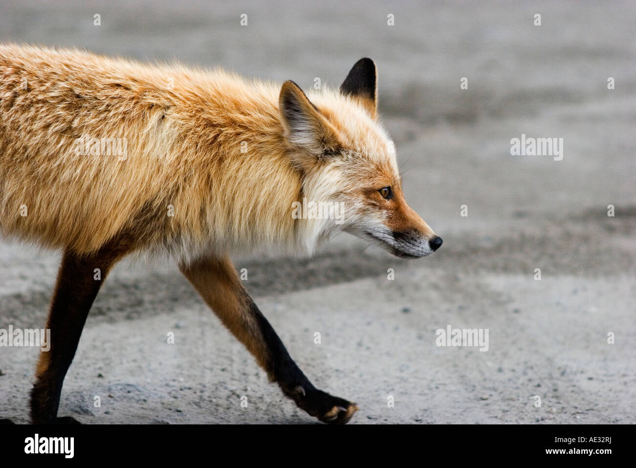Wild red fox guardandosi intorno alla portata di un teleobiettivo Foto Stock