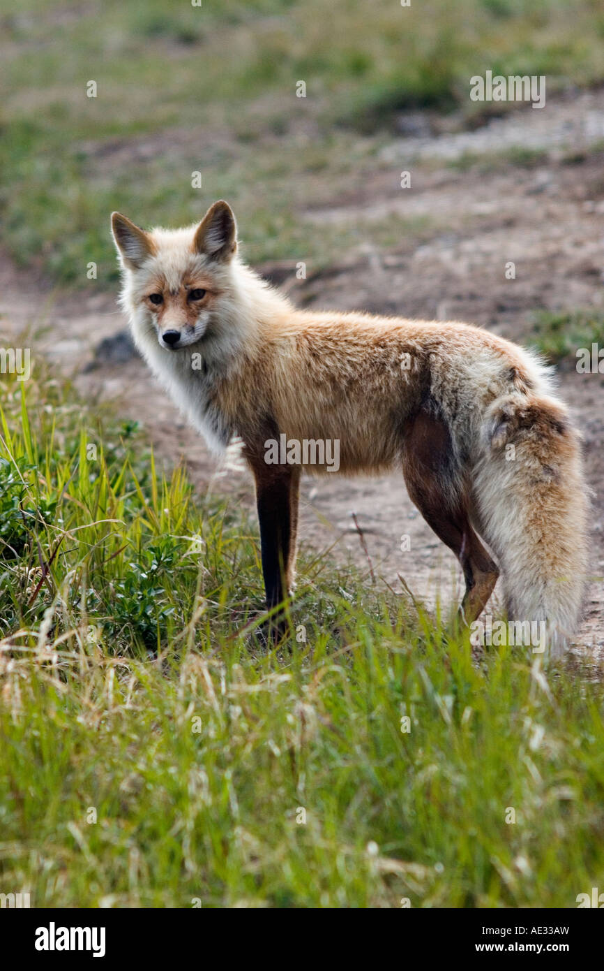 Wild red fox guardandosi intorno alla portata di un teleobiettivo Foto Stock