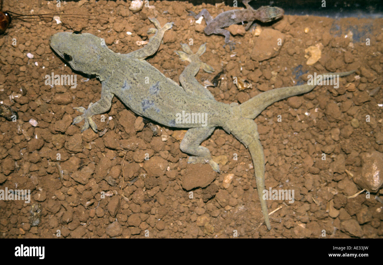 Casa Gecko trovati in Mumbai con un'anormalità di avere due code. Foto Stock