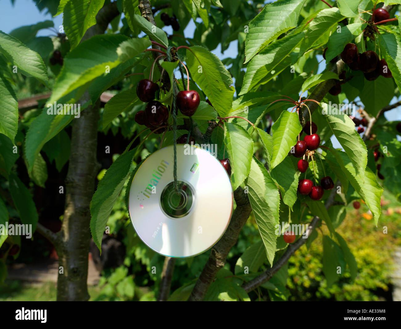 Il riciclaggio usato dvd e cd sul Ciliegio a spaventare gli uccelli Foto Stock