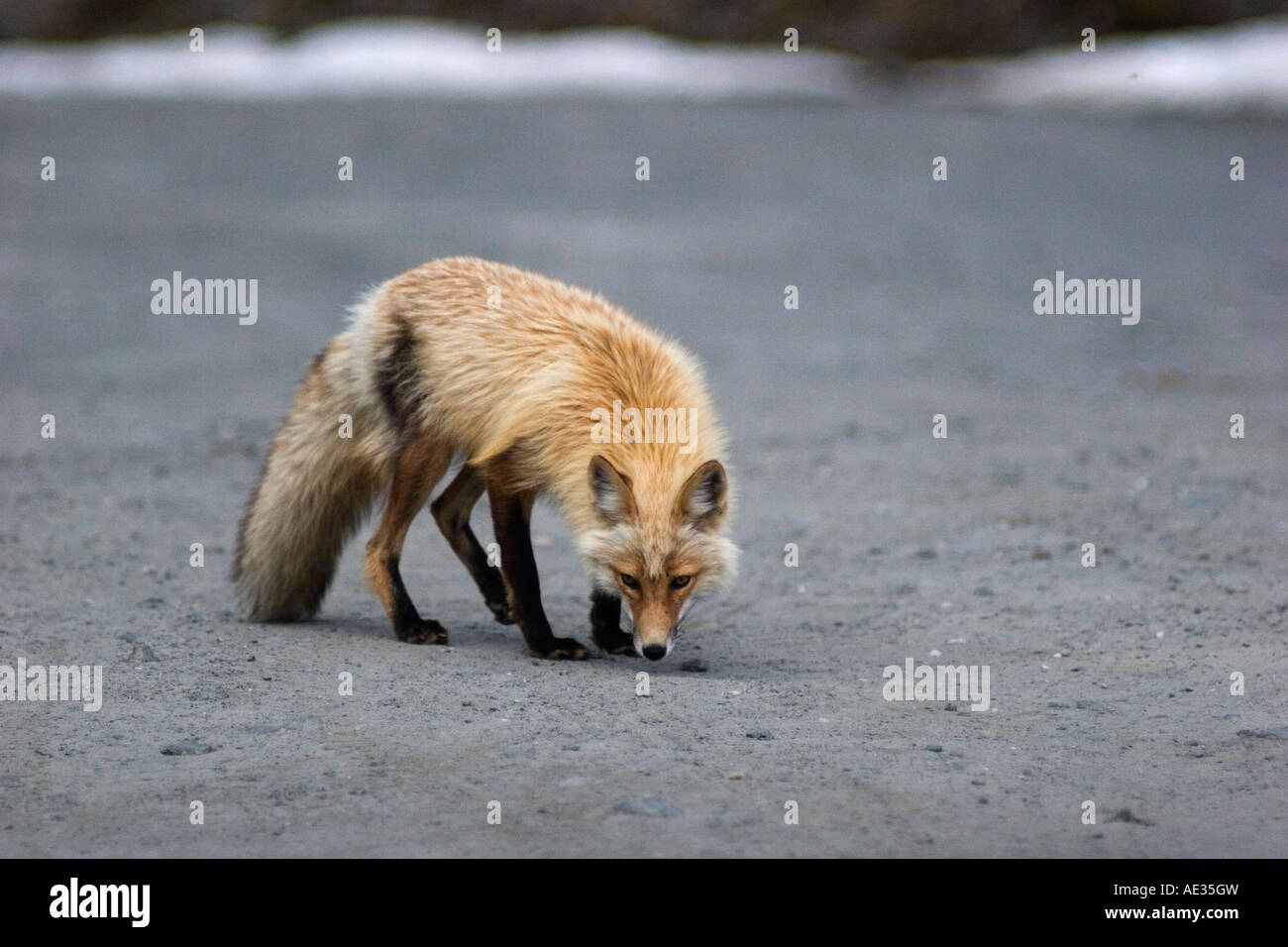 Wild red fox guardandosi intorno alla portata di un teleobiettivo Foto Stock