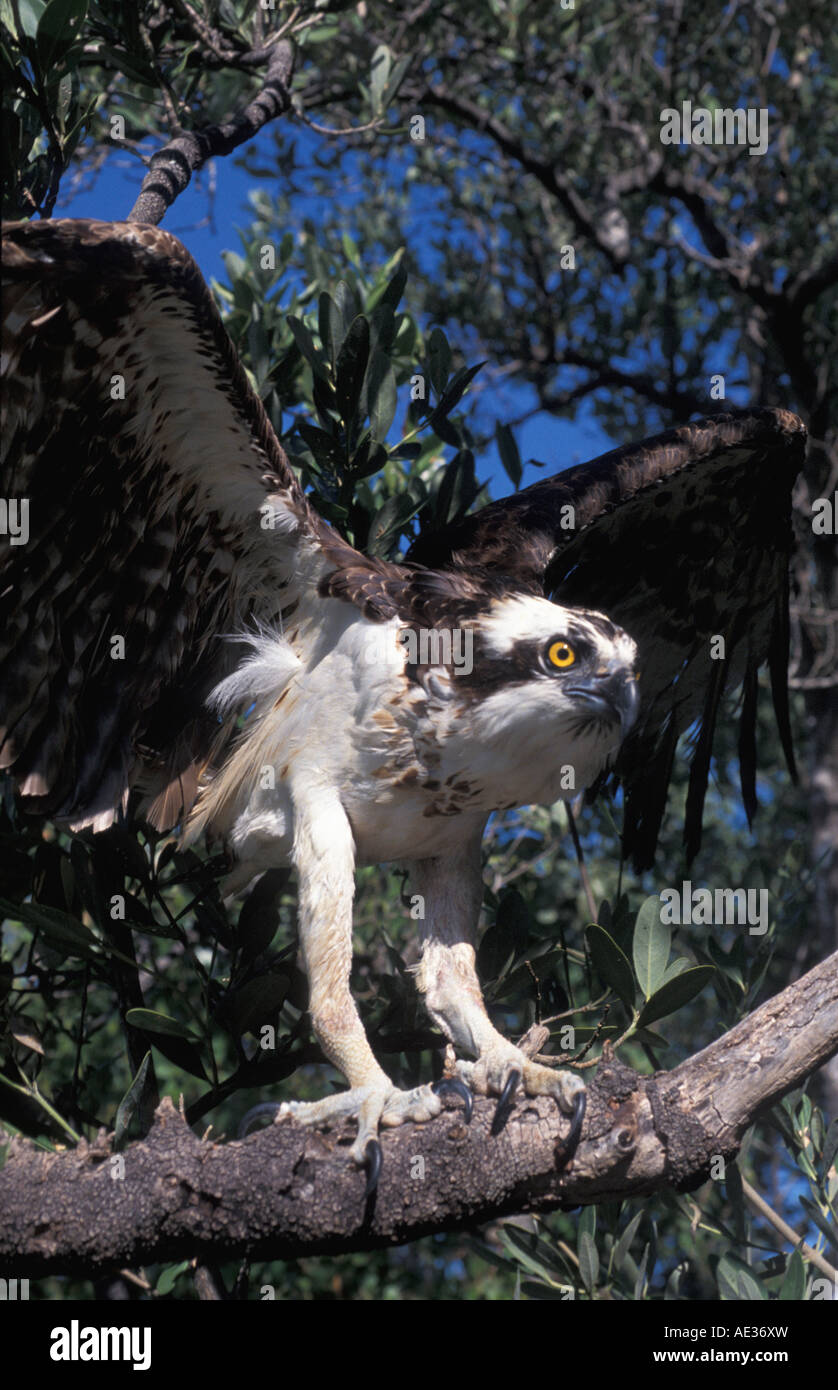 Bird osprey ritratto appollaiato sul ramo lembi ali feroce occhio giallo Foto Stock