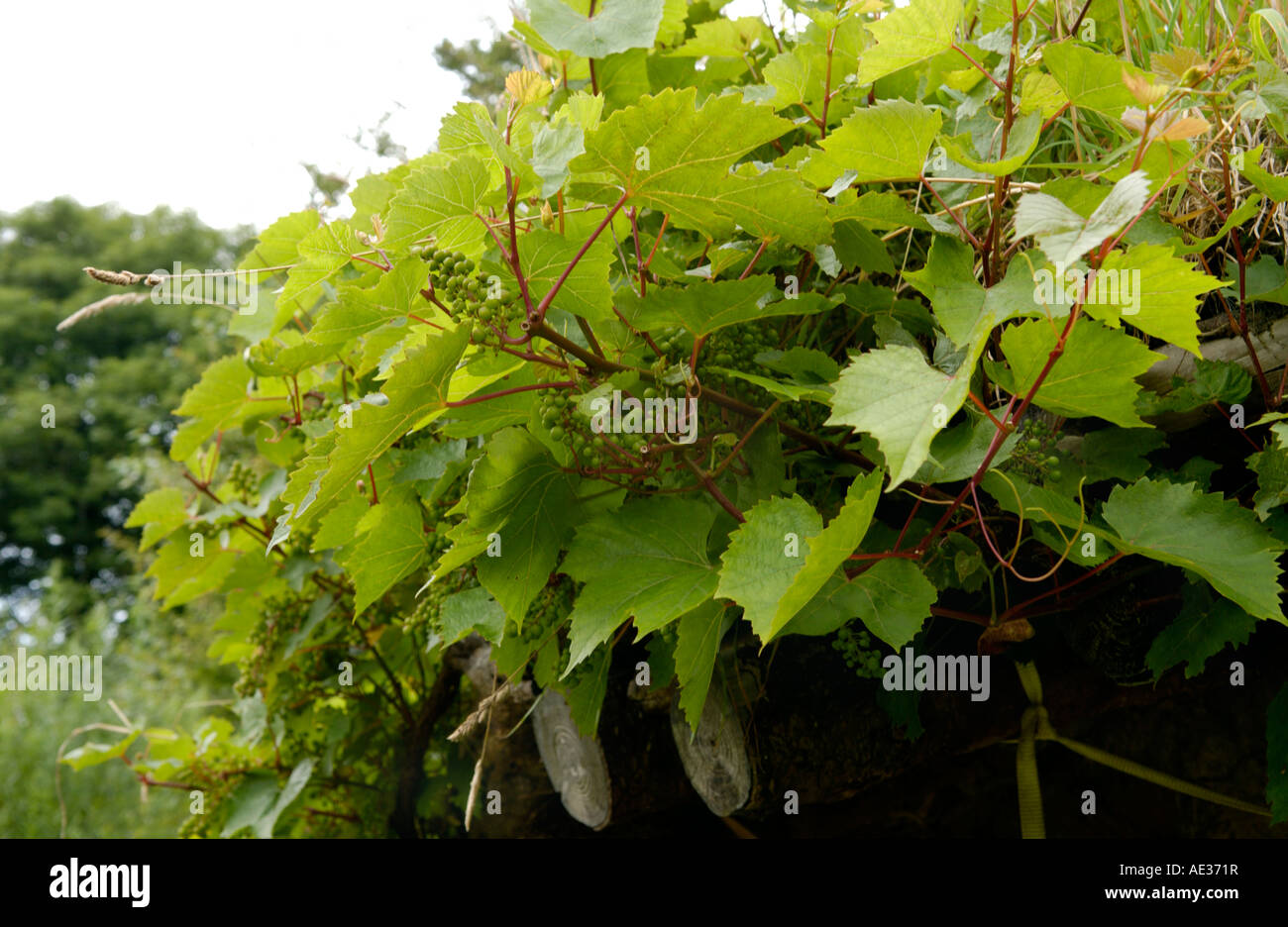 Basso impatto Roundhouse costruito da Tony chiave a Brithdir Mawr Pembrokeshire West Wales UK tetto coperto con manto erboso e grapevine Foto Stock