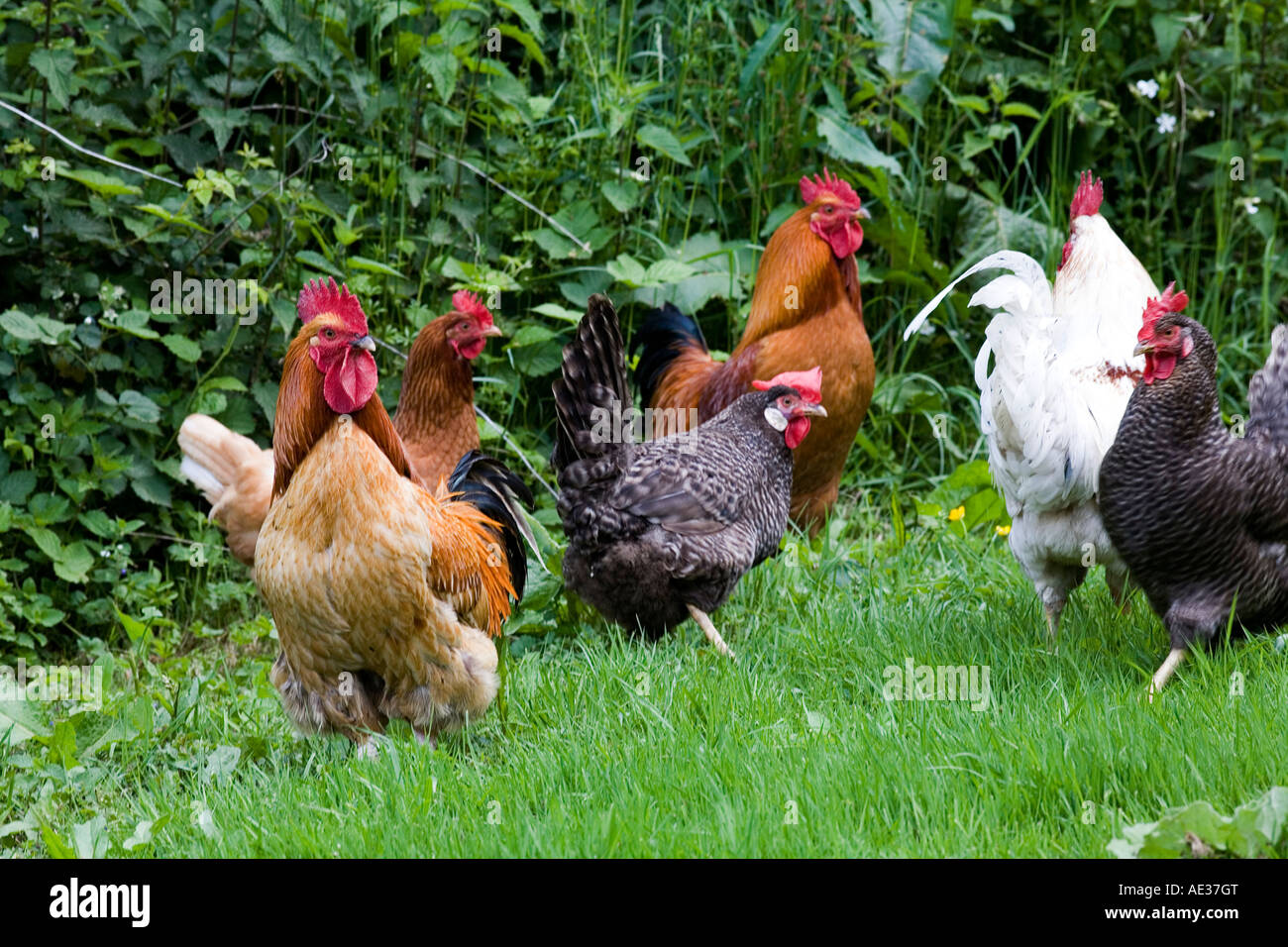 Free range chicken Foto Stock