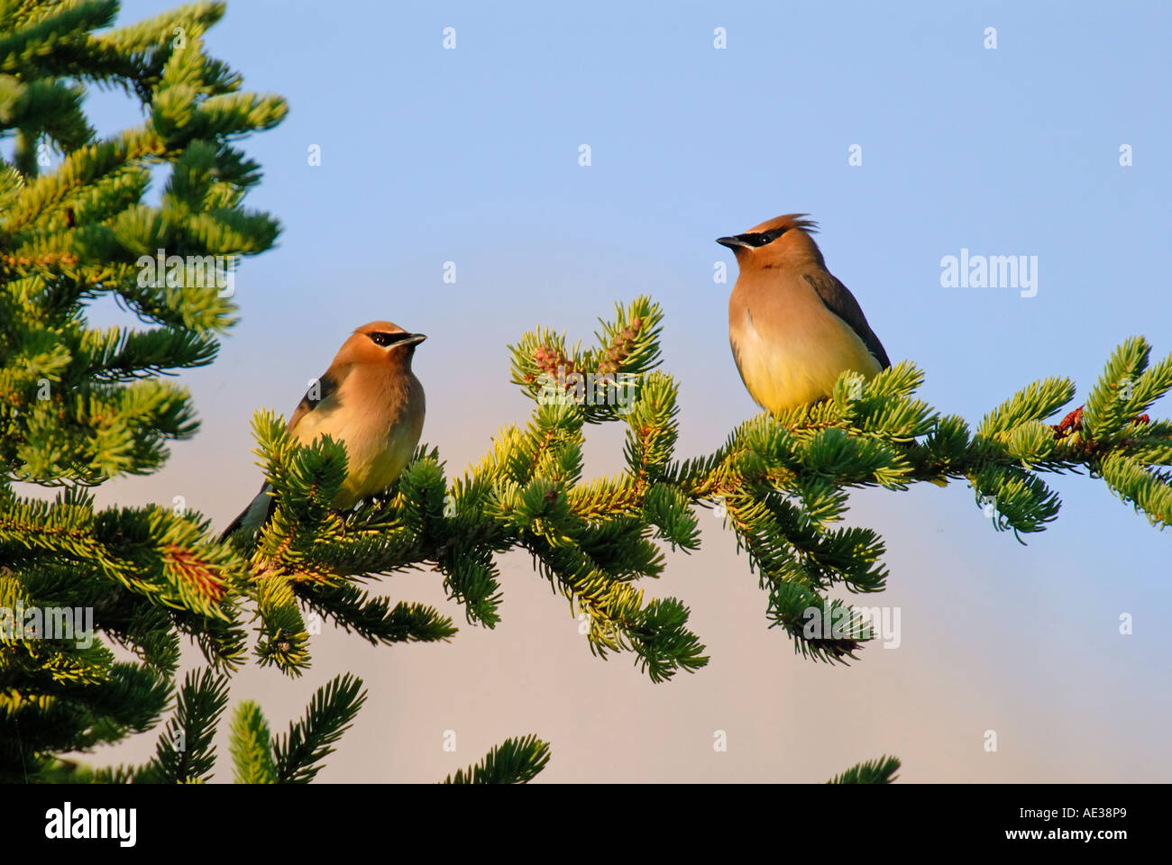 Due Cedar Waxwing uccelli Foto Stock