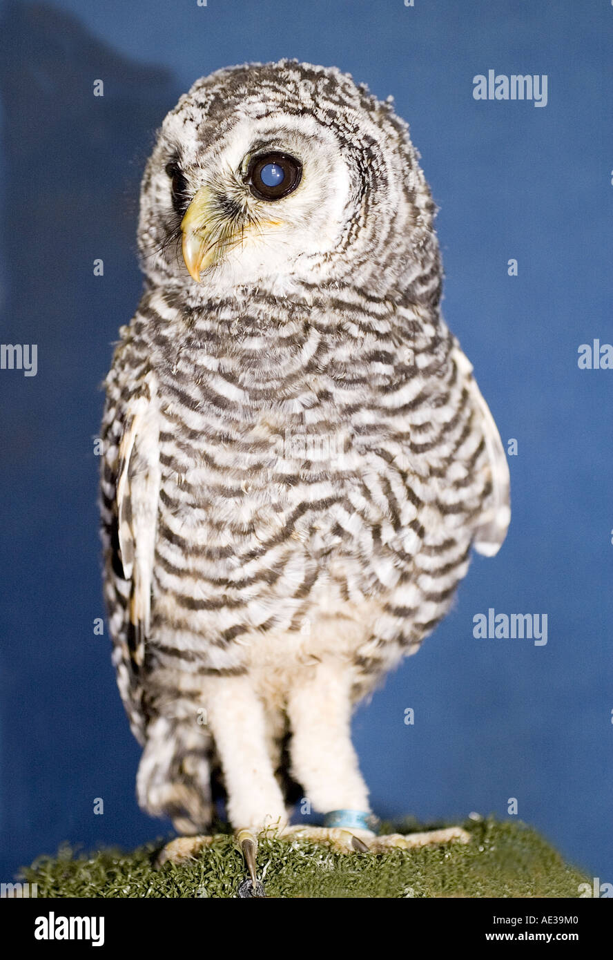 Chaco baby owl. 1 Foto Stock