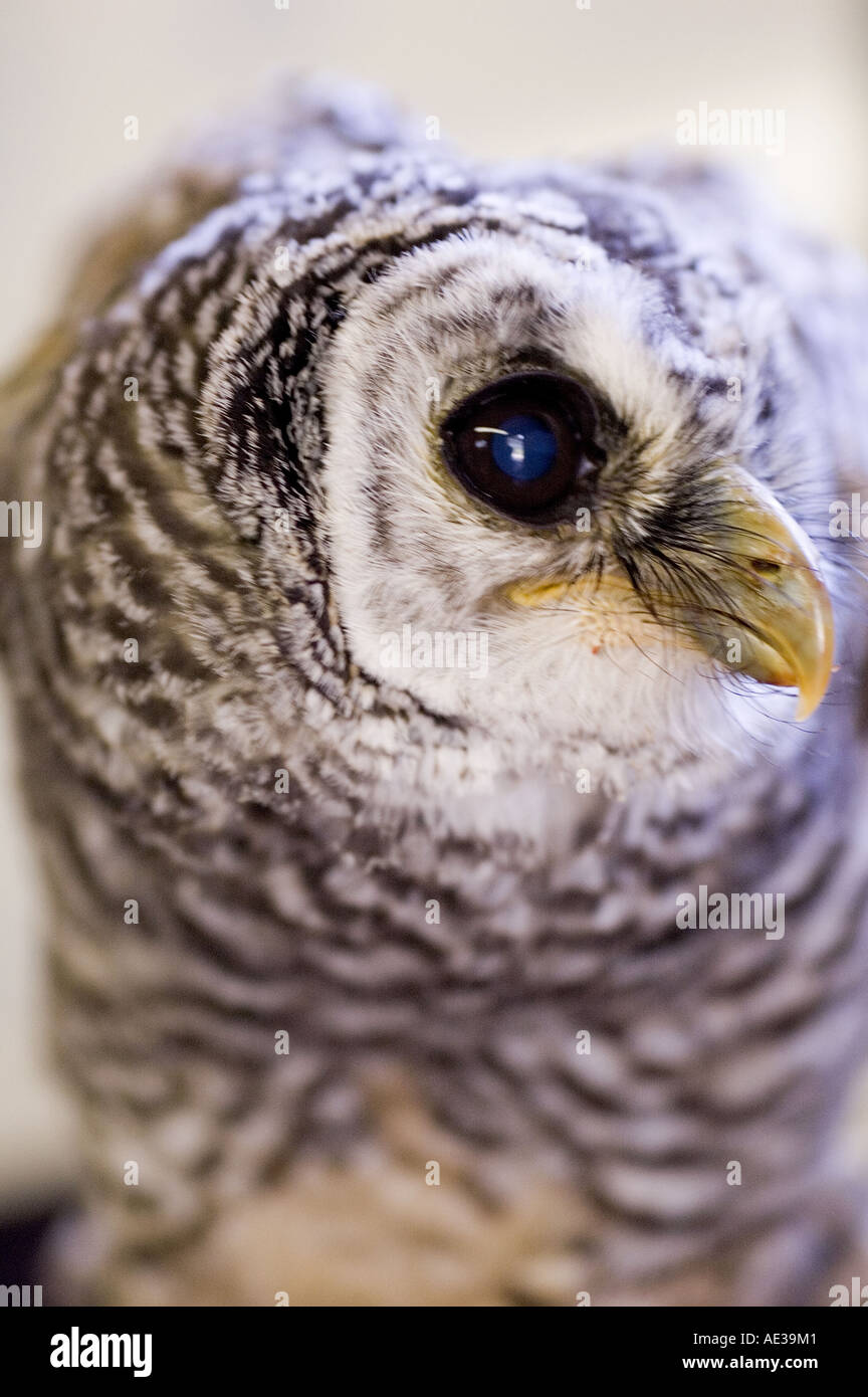 Chaco baby owl. 2 Foto Stock