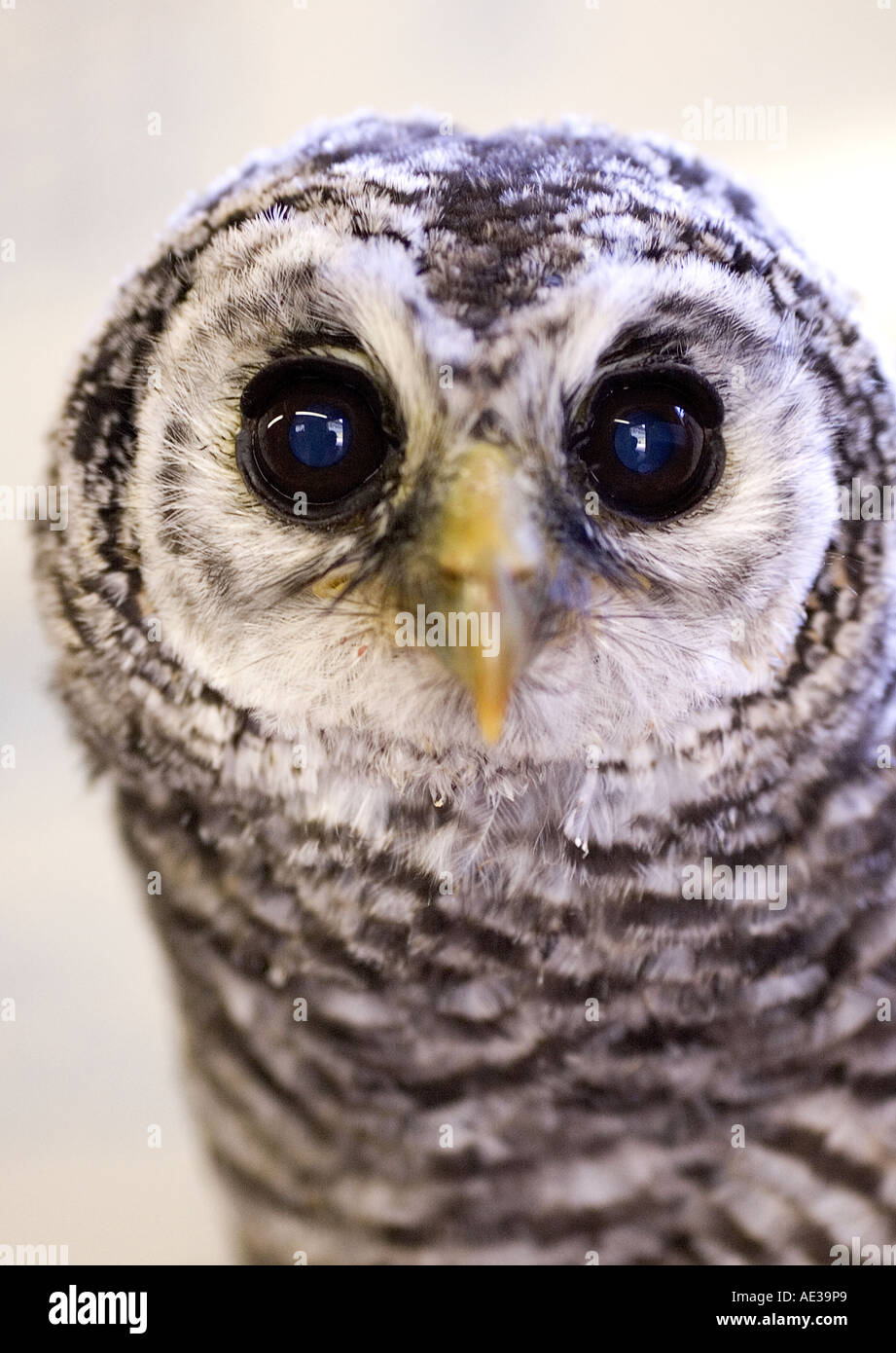 Chaco baby owl 3. Foto Stock